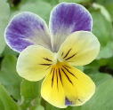 Pansies